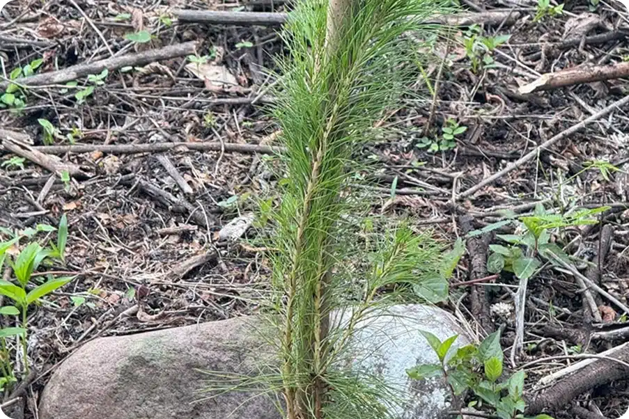 Reforestación | Fundación Martí