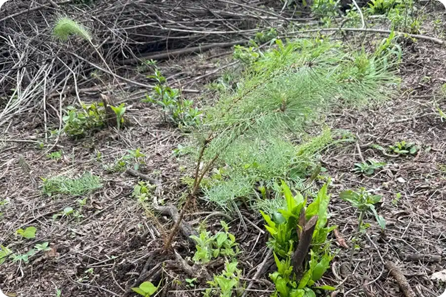 Reforestación | Fundación Martí