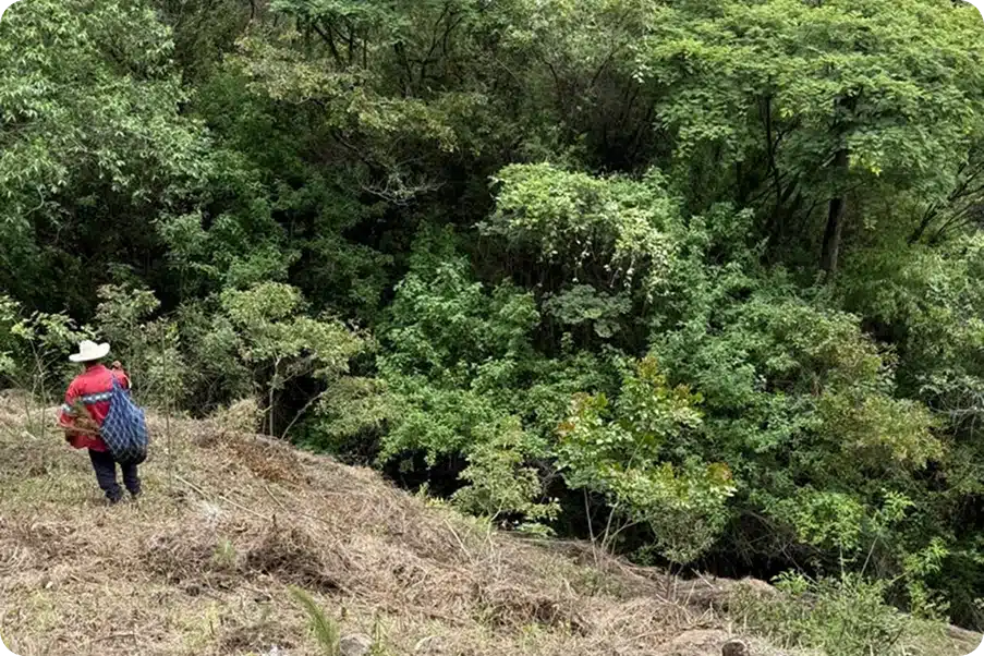 Reforestación | Fundación Martí