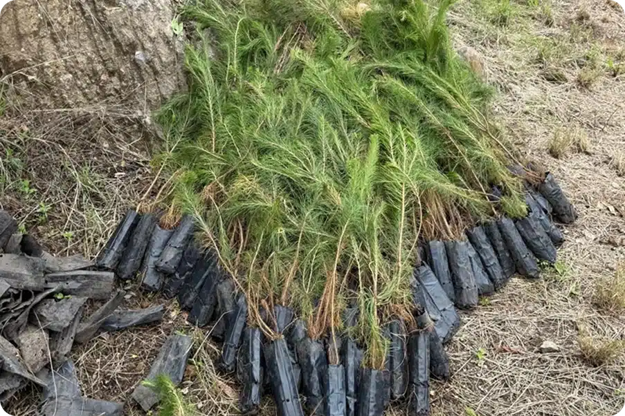 Reforestación | Fundación Martí