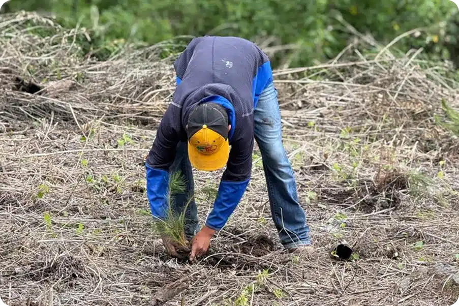 Reforestación | Fundación Martí