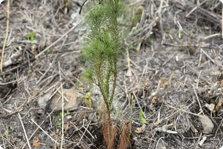 Reforestación | Fundación Martí