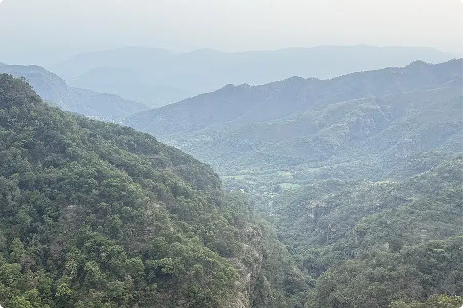 Reforestación | Fundación Martí