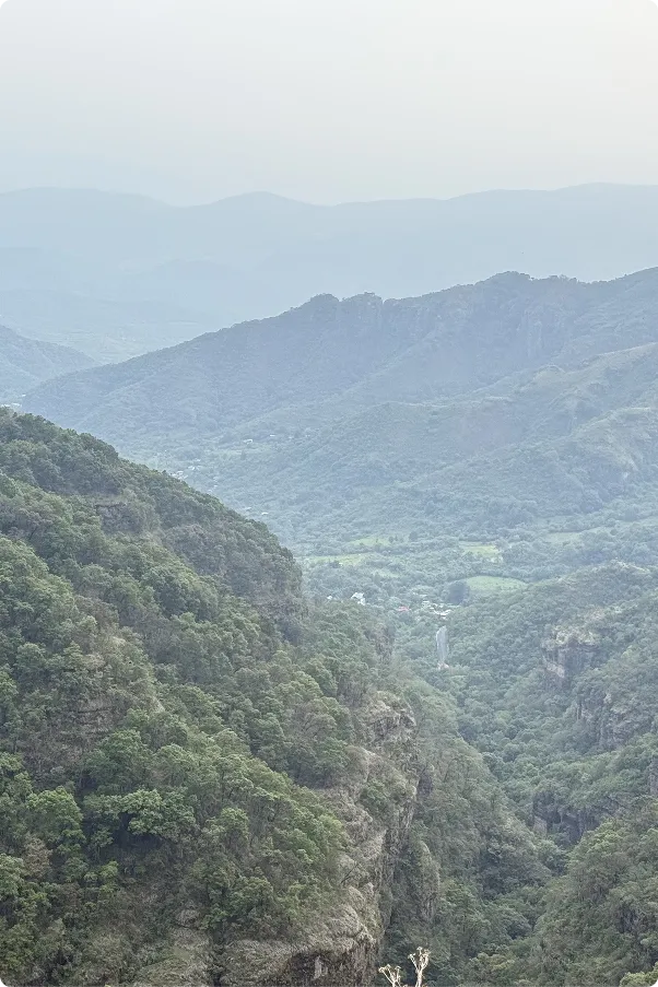 Reforestación | Fundación Martí